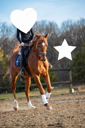 Cal sport românesc  - imagine 4