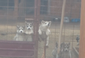 Pui husky caută stapani iubitori