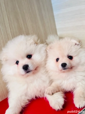 pui pomeranian alb - imagine 4