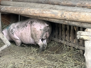 Vând vier foarte bun de monta 