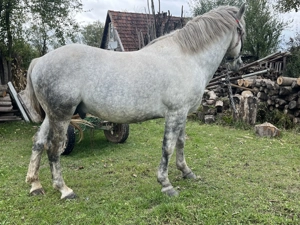 Vând armăsar sur  - imagine 2 Vând armăsar sur  - imagine 2