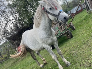 Vând armăsar sur  - imagine 3 Vând armăsar sur  - imagine 3