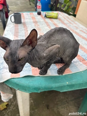 Pisica Sphinx pret 16 milioane