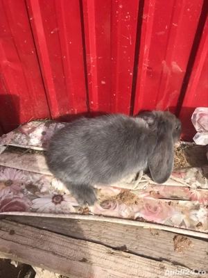 vând iepuri rasă berbec german  - imagine 3