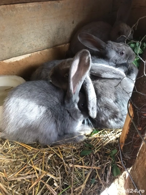 vând iepuri rasă berbec german  - imagine 2