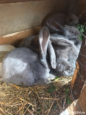 vând iepuri rasă berbec german  - imagine 4