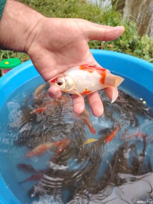 vand peste - imagine 3 vand peste - imagine 3