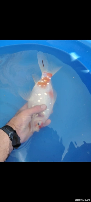 vand peste - imagine 5 vand peste - imagine 5