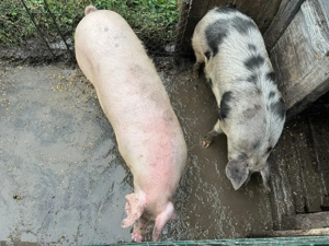 Vând porci crescuți in gospodărie! - imagine 2