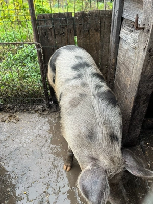 Vând porci crescuți in gospodărie! - imagine 5