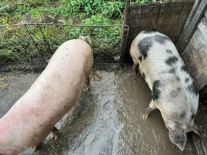 Vând porci crescuți in gospodărie! - imagine 4