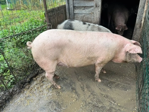 Vând porci crescuți in gospodărie! - imagine 3