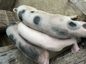 Porci Pietran de vânzare