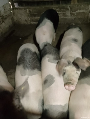 Vând porci  - imagine 2