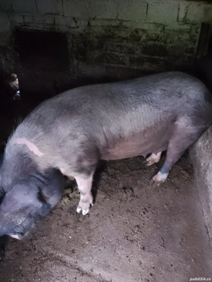 Vând porci  - imagine 3