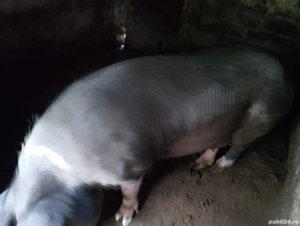 Vând porci  - imagine 4