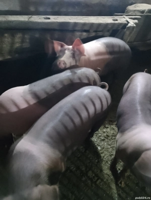 Vând porci  - imagine 5