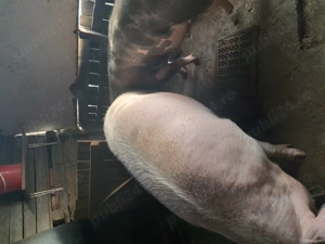 Porci de vânzare  - imagine 2