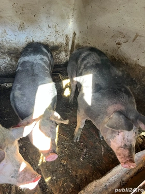 Porci Pietrain crescuți natural   vând 3 bucăți - imagine 2 Porci Pietrain crescuți natural   vând 3 bucăți - imagine 2
