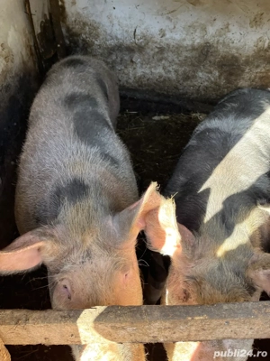 Porci Pietrain crescuți natural   vând 3 bucăți - imagine 3 Porci Pietrain crescuți natural   vând 3 bucăți - imagine 3