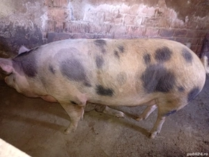 Vând porci mari detalii la telefon 