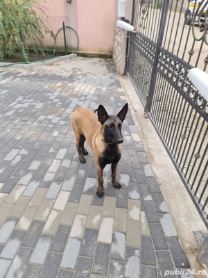femela ciobenesc belgian malinois