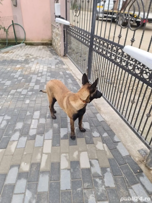 femela ciobenesc belgian malinois - imagine 4