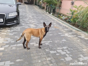 femela ciobenesc belgian malinois - imagine 3