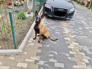 femela ciobenesc belgian malinois - imagine 2