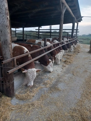 Tauri de vanzare - imagine 2