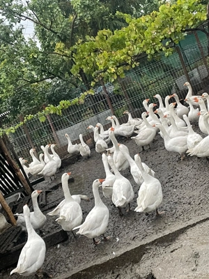 Gâște de vânzare - imagine 3