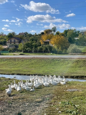 Gâște de vânzare - imagine 2