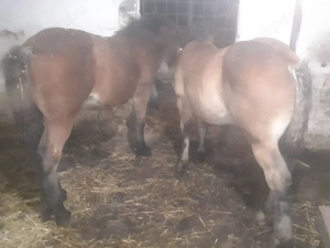 Vand doi manzi și iapa ardeneza montata cu armasar din poza - imagine 2