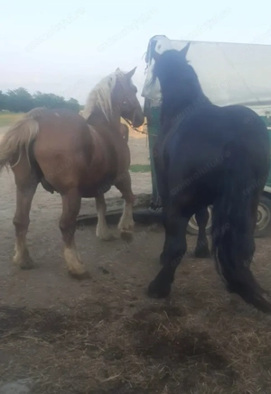 Vand doi manzi și iapa ardeneza montata cu armasar din poza