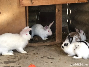 iepurasi de vanzare - imagine 3