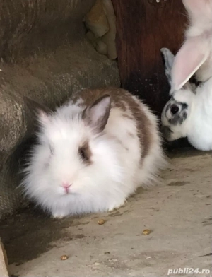 iepurasi de vanzare - imagine 5