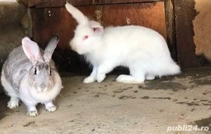 iepurasi de vanzare