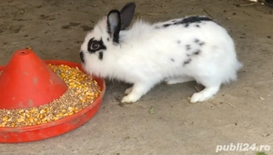 iepurasi de vanzare - imagine 2