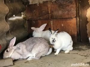 iepurasi de vanzare - imagine 4