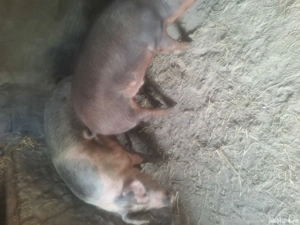 Porc de vanzare - imagine 4