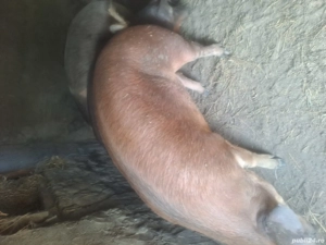 Porc de vanzare - imagine 3