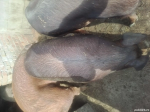 Porc de vanzare - imagine 2