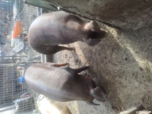 Porc de vanzare - imagine 5