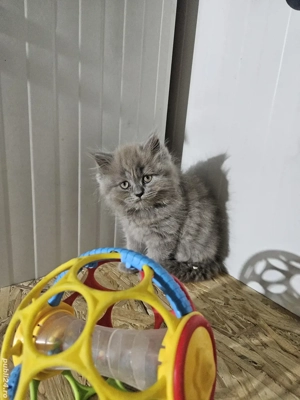 British longhair lilac - imagine 6