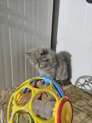 British longhair lilac - imagine 3