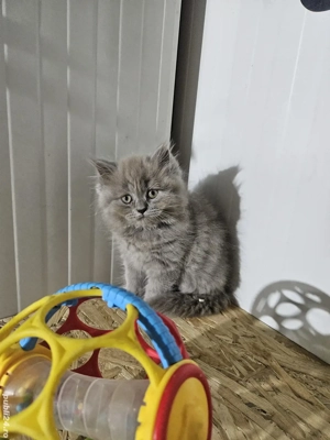 British longhair lilac - imagine 5