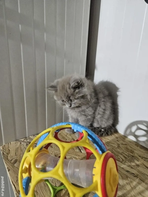 British longhair lilac - imagine 4