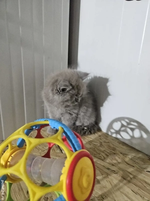 British longhair lilac - imagine 2