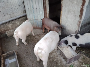 porcide vanzare - imagine 2