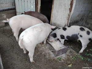 porcide vanzare - imagine 4